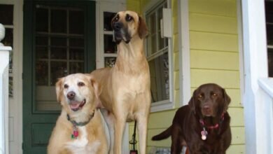 Do Dogs Know Theyre Being Photographed