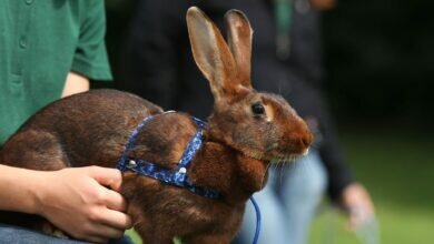 Getting a Pet Rabbit 4 Things to Know First
