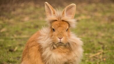 Lionhead Rabbits Have Great Hair But Are They Great Pets