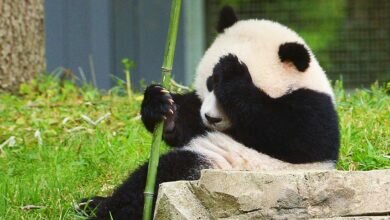 More Than a Hashtag Can Social Media Help Save Endangered