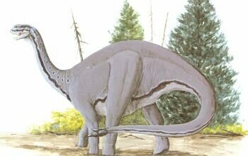 Shunosaurus