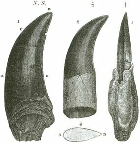 Megalosaurus 2 eyJidWNrZXQiOiJjb250ZW50Lmhzd3N0YXRpYy5jb20iLCJrZXkiOiJnaWZcL2Rpbm9zYXVyLWltYWdlcy0wMDQtcmVzaXplLmpwZyIsImVkaXRzIjp7InJlc2l6ZSI6eyJ3aWR0aCI6Mjg1fX19