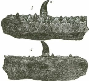 Megalosaurus 1 eyJidWNrZXQiOiJjb250ZW50Lmhzd3N0YXRpYy5jb20iLCJrZXkiOiJnaWZcL2Rpbm9zYXVyLWltYWdlcy0wMDYtcmVzaXplLmpwZyIsImVkaXRzIjp7InJlc2l6ZSI6eyJ3aWR0aCI6MjkwfX19