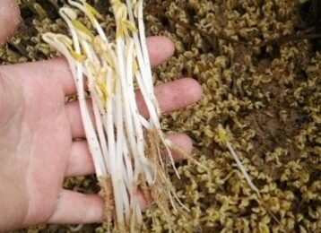 Cách làm giá đỗ bằng cát đơn giản, nhanh và sạch Cách làm giá đỗ bằng cát đơn giản, nhanh và sạch