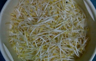 Tự làm giá đỗ sạch tại nhà bằng những vật liệu sẵn có Tự làm giá đỗ sạch tại nhà bằng những vật liệu sẵn có