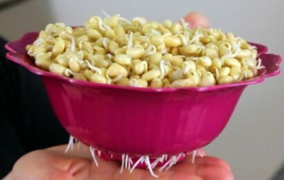 Chia sẻ cách làm giá đỗ tương thành công 100% ngay tại nhà Chia sẻ cách làm giá đỗ tương thành công 100% ngay tại nhà