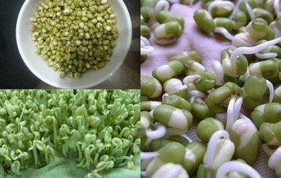 Tổng hợp các cách làm giá đỗ tại nhà với những vật dụng dễ kiếm Tổng hợp các cách làm giá đỗ tại nhà với những vật dụng dễ kiếm