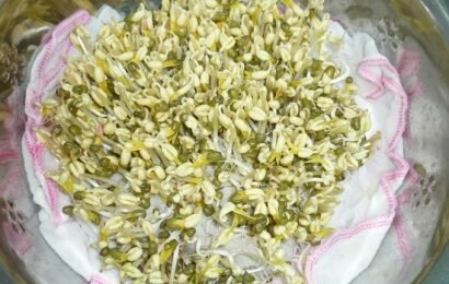 Sử dụng một chiếc khăn bông để ủ giá, dễ làm, dễ thu hoạch Sử dụng một chiếc khăn bông để ủ giá, dễ làm, dễ thu hoạch