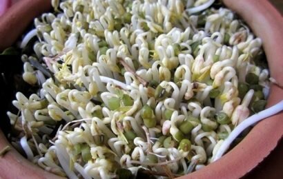 Bật mí công thức làm giá đỗ xanh nhanh như dùng “thuốc” Bật mí công thức làm giá đỗ xanh nhanh như dùng “thuốc”