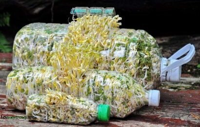 Cách làm giá đỗ sạch tại nhà chỉ với chai nhựa bỏ Cách làm giá đỗ sạch tại nhà chỉ với chai nhựa bỏ