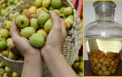 4 tác dụng bất ngờ của táo mèo ngâm rượu với sức khỏe 4 tác dụng bất ngờ của táo mèo ngâm rượu với sức khỏe