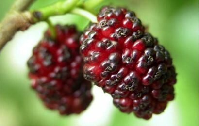 Công dụng của dâu đen ngâm rượu nhiều người không biết Công dụng của dâu đen ngâm rượu nhiều người không biết