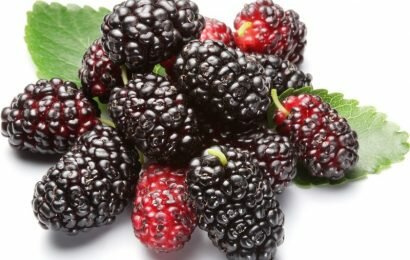 Dâu tằm ngâm rượu có tác dụng gì với sức khỏe con người? Dâu tằm ngâm rượu có tác dụng gì với sức khỏe con người?