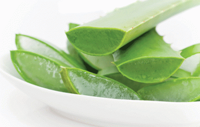 Cách bảo quản nha đam đúng chuẩn, giữ nguyên chất lượng