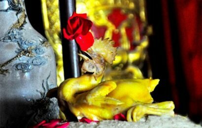 Chọn và bày gà cúng giao thừa đúng cách và đẹp nhất Chọn và bày gà cúng giao thừa đúng cách và đẹp nhất