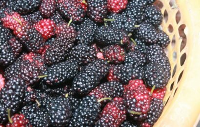 Cách ngâm quả dâu tằm ngon đơn giản tại dễ làm tại nhà Cách ngâm quả dâu tằm ngon đơn giản tại dễ làm tại nhà