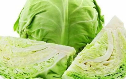 Cùng Em vào bếp tìm hiểu xem ăn bắp cải có tác dụng gì nào Cùng Em vào bếp tìm hiểu xem ăn bắp cải có tác dụng gì nào