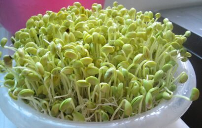 Học thêm cách làm mầm giá đỗ thêm kinh nghiệm chế biến