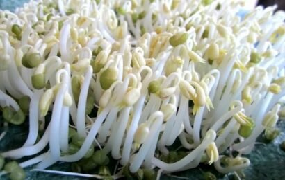 Cách trồng giá đỗ mập, trắng và cực đơn giản ngay tại nhà