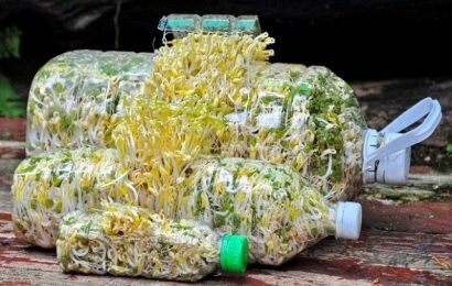 Cùng theo dõi Emvaobep dạy cách làm giá đỗ cực đơn giản Cùng theo dõi Emvaobep dạy cách làm giá đỗ cực đơn giản