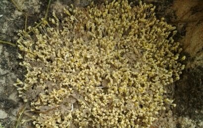 Giới thiệu kỹ thuật trồng giá đỗ bằng cát cực đơn giản