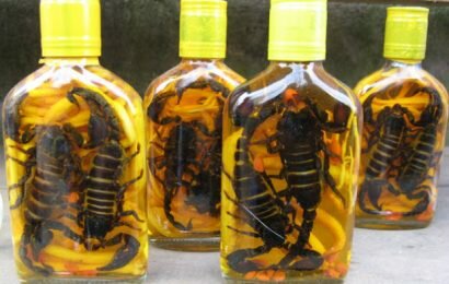 Cách ngâm rượu bọ cạp tại nhà chuẩn nhất