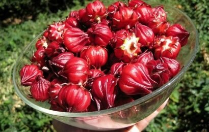 Cùng Em vào bếp học cách ngâm rượu hoa bụp giấm đơn giản tại nhà