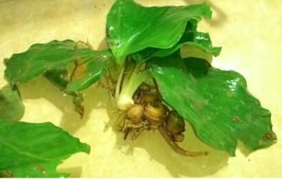 Nhiều người có thể chưa biết địa liền ngâm rượu với tác dụng cực kì tốt