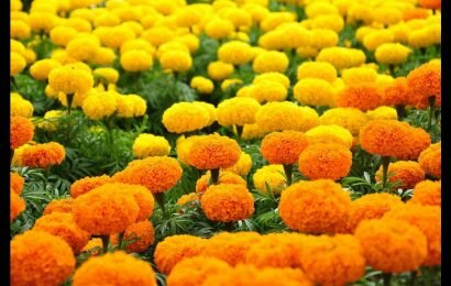 Hướng dẫn cách cắm hoa cúc vạn thọ đúng chuẩn ngày tết Hướng dẫn cách cắm hoa cúc vạn thọ đúng chuẩn ngày tết