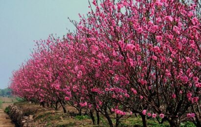 Cách chọn hoa đào ngày Tết mà bạn nên tham khảo Cách chọn hoa đào ngày Tết mà bạn nên tham khảo