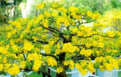 Ra vườn áp dụng ngay cách chọn hoa mai ngày Tết đẹp và chuẩn sau Ra vườn áp dụng ngay cách chọn hoa mai ngày Tết đẹp và chuẩn sau