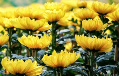 Những lưu ý khi chọn hoa cắm bàn thờ ngày Tết mà bạn nên biết Những lưu ý khi chọn hoa cắm bàn thờ ngày Tết mà bạn nên biết