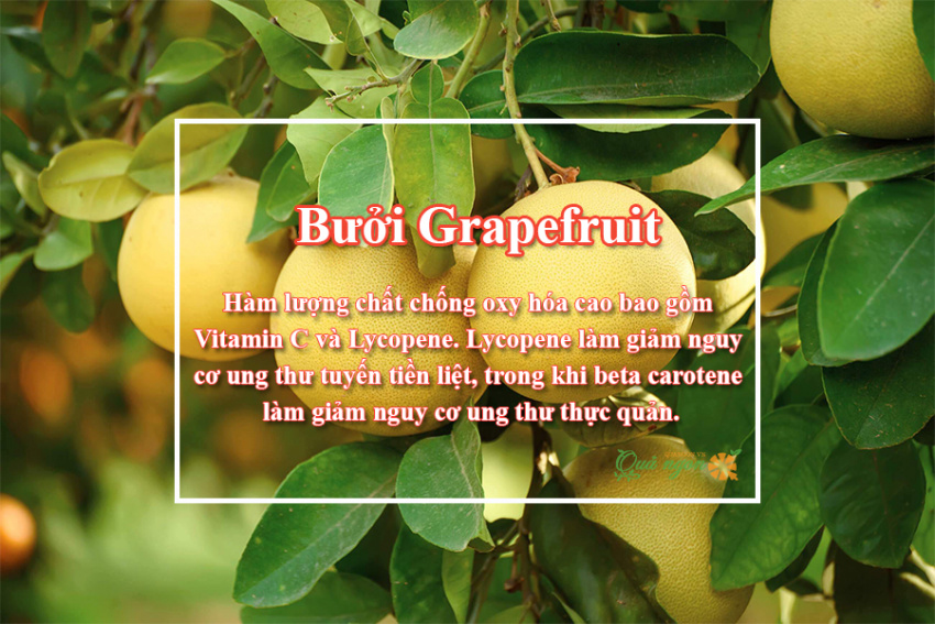 image 10 loi ich suc khoe tuyet voi cua buoi do grapefruit 165720908581864 Em Vào Bếp